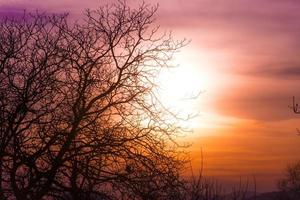 galhos de árvore em um céu colorido pôr do sol laranja foto