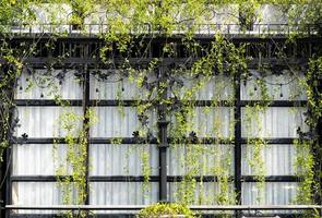 cobertura vegetal rastejante na janela de vidro foto