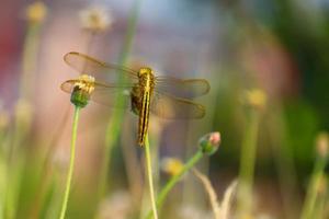 libélula pendurada em um galho de árvore foto