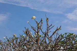 A flor plumeria alba é uma espécie do gênero plumeria. tem folhas estreitas e alongadas, grandes flores brancas e um aroma forte. foto