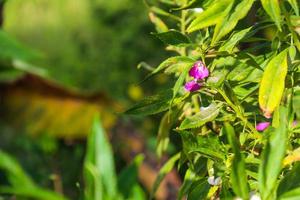 bela vista das folhas das plantas expostas ao orvalho da manhã foto