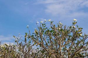 A flor plumeria alba é uma espécie do gênero plumeria. tem folhas estreitas e alongadas, grandes flores brancas e um aroma forte. foto