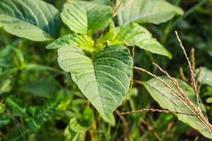 bela vista das folhas das plantas expostas ao orvalho da manhã foto