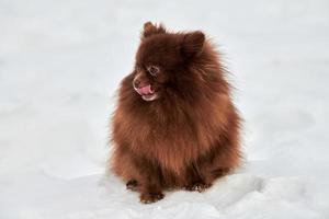 feliz cão spitz da Pomerânia no inverno caminhando ao ar livre retrato em tamanho real bonito spitz de chocolate foto