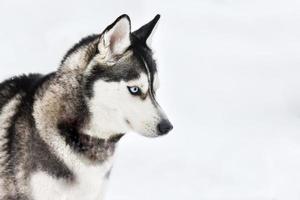 cachorro husky andando foto