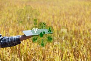 tecnologia agrícola de agricultura inteligente e mulher de agricultura orgânica usando tablet de pesquisa e estudando o desenvolvimento de variedades de arroz no campo. conceito de negócios agrícolas modernos de agricultura inteligente. foto