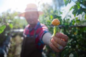 groselha de cabo na árvore. fruta pequena tem um cheiro e sabor únicos. A groselha-do-cabo é uma planta pertencente à família da berinjela. rico em nutrientes e vitaminas. cresce bem em áreas de clima quente. foto