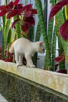 lindo gatinho branco olhando. gatinho branco brincando no jardim. foto