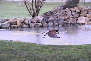 uma visão de um falcão harris em vôo foto