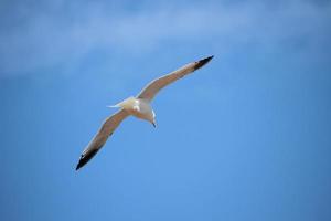 uma visão de uma gaivota em voo foto
