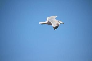 uma visão de uma gaivota em vôo foto