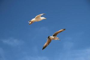 uma visão de uma gaivota em vôo foto