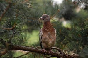 pombo torcaz comum no pinheiro foto