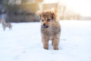 cachorrinho fofo na neve, jovem cachorro fofo foto