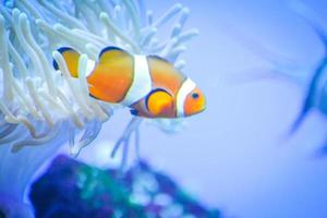 peixe-palhaço anêmona branco e laranja, recife de coral foto