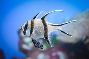 peixe cardeal de banggai nadando debaixo d'água, recife de coral ao fundo foto