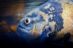 astronotus ocellatus peixe nadando debaixo d'água foto