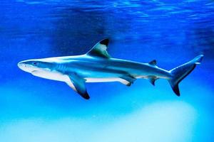 tubarão carcharhinus melanopterus nadando debaixo d'água, fundo azul foto