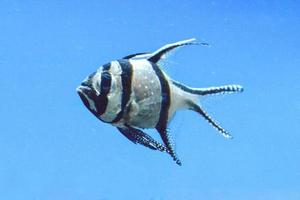 banggai cardeal peixe nadando debaixo d'água, fundo azul foto