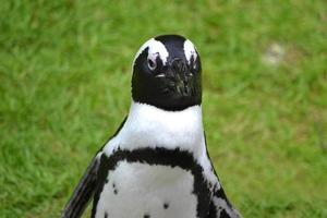 jovem pinguim preto e branco, grama foto