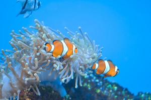 dois peixes-palhaço anêmona branco e laranja, recifes de corais foto