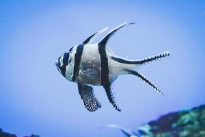 banggai cardeal peixe nadando debaixo d'água, fundo azul foto