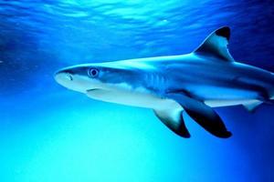 tubarão carcharhinus melanopterus - close-up na fotografia da cabeça, fundo azul foto