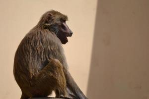 macaco babuíno, foco seletivo foto