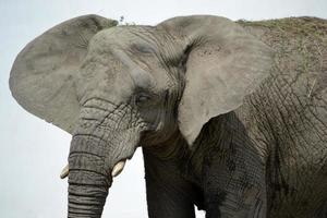 elefante africano - close-up foto