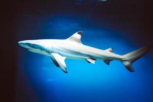 tubarão carcharhinus melanopterus nadando debaixo d'água, fundo azul foto