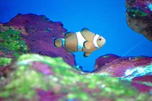 peixe-palhaço anêmona branco e laranja, recife de coral foto