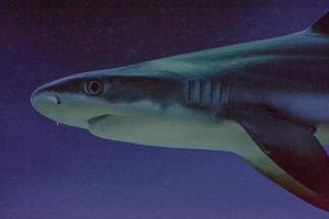 tubarão carcharhinus melanopterus - close-up na fotografia da cabeça, fundo azul foto