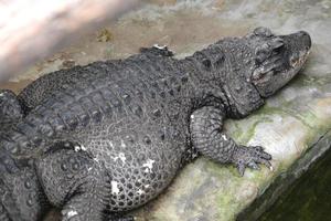 crocodilo - jacaré - predador foto