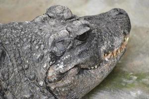 crocodilo - jacaré - close-up foto