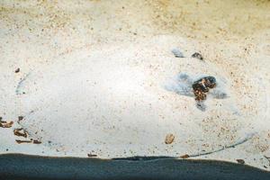 arraia do rio ocellate, potamotrygon motoro peixe escondido sob a areia foto