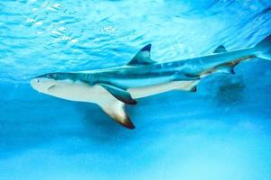 tubarão carcharhinus melanopterus nadando debaixo d'água, fundo azul foto