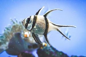 peixe cardeal de banggai nadando debaixo d'água, recife de coral ao fundo foto