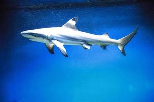 tubarão carcharhinus melanopterus nadando debaixo d'água, fundo azul foto