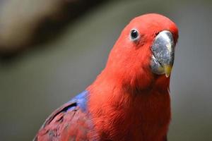 papagaio eclectus vermelho, foco seletivo foto