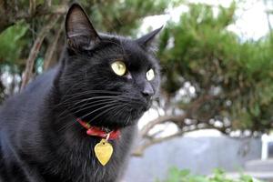gato preto com coleira vermelha foto