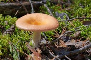 cogumelo russula na floresta. lindo pequeno fungo comestível. coleta sazonal de cogumelos comestíveis foto