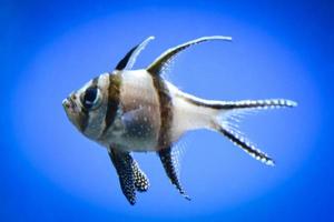 banggai cardeal peixe nadando debaixo d'água, fundo azul foto