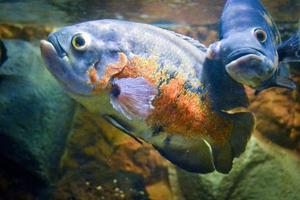 dois peixes astronotus ocellatus nadando debaixo d'água foto