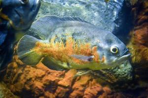 astronotus ocellatus peixe nadando debaixo d'água foto