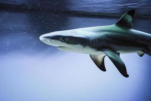 tubarão carcharhinus melanopterus - close-up na fotografia da cabeça, fundo azul foto