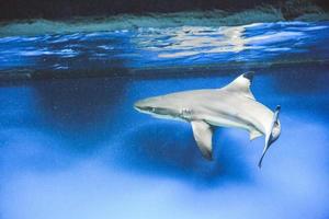 tubarão carcharhinus melanopterus nadando debaixo d'água, fundo azul foto