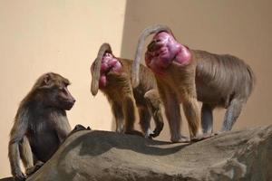 três babuínos - macaco - em uma rocha foto