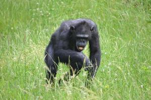 chimpanzé andando na grama foto