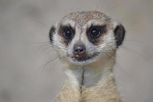 meerkat - cabeça, close-up foto