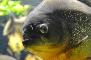 peixe piranha - pygocentrus piraya foto